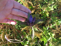 Gentiana austromontana