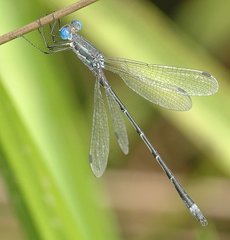 Lestes forcipatus