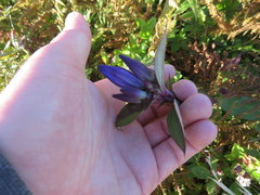 Gentiana austromontana