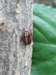 Agonosoma flavolineatum