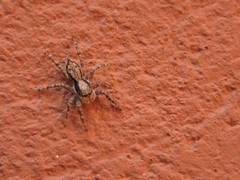 Menemerus bivittatus