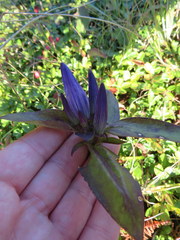 Gentiana austromontana