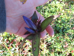 Gentiana austromontana
