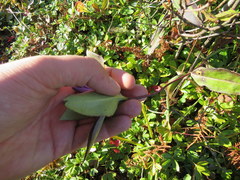 Gentiana austromontana