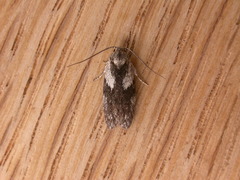 Oecophorinae