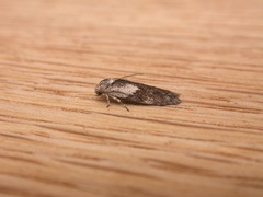 Oecophorinae
