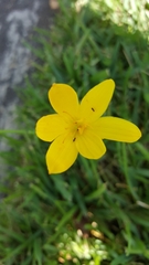 Zephyranthes pulchella