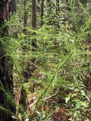 Eupatorium capillifolium image