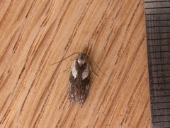 Oecophorinae