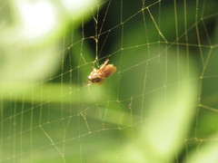 Scaptotrigona pectoralis
