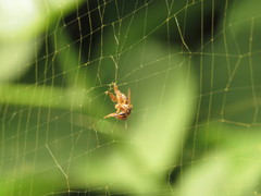 Scaptotrigona pectoralis