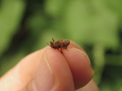 Scaptotrigona pectoralis