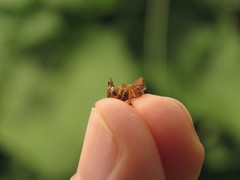 Scaptotrigona pectoralis