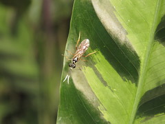 Stromboceridea culta