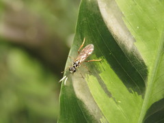 Stromboceridea culta