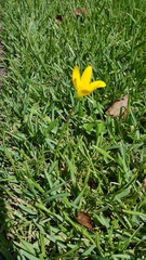 Zephyranthes pulchella