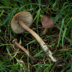 Gymnopus brassicolens
