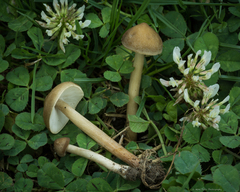 Melanoleuca exscissa