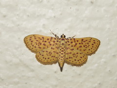 Polygrammodes eleuata