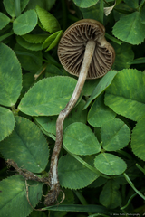 Panaeolus foenisecii