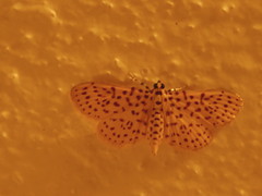 Polygrammodes eleuata