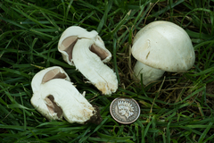 Agaricus