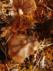 Entoloma fuscomarginatum