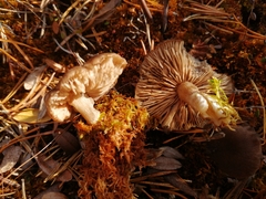 Entoloma fuscomarginatum