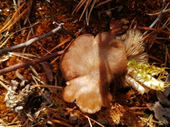 Entoloma fuscomarginatum