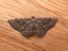 Chrysolarentia squamulata