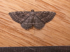 Chrysolarentia squamulata