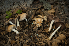 Candolleomyces candolleanus