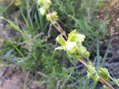 Hermannia hyssopifolia