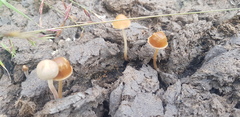 Conocybe coprophila