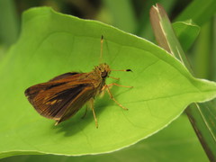 Hesperiinae