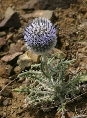 Echinops humilis