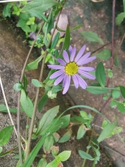 Aster indicus