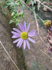 Aster indicus