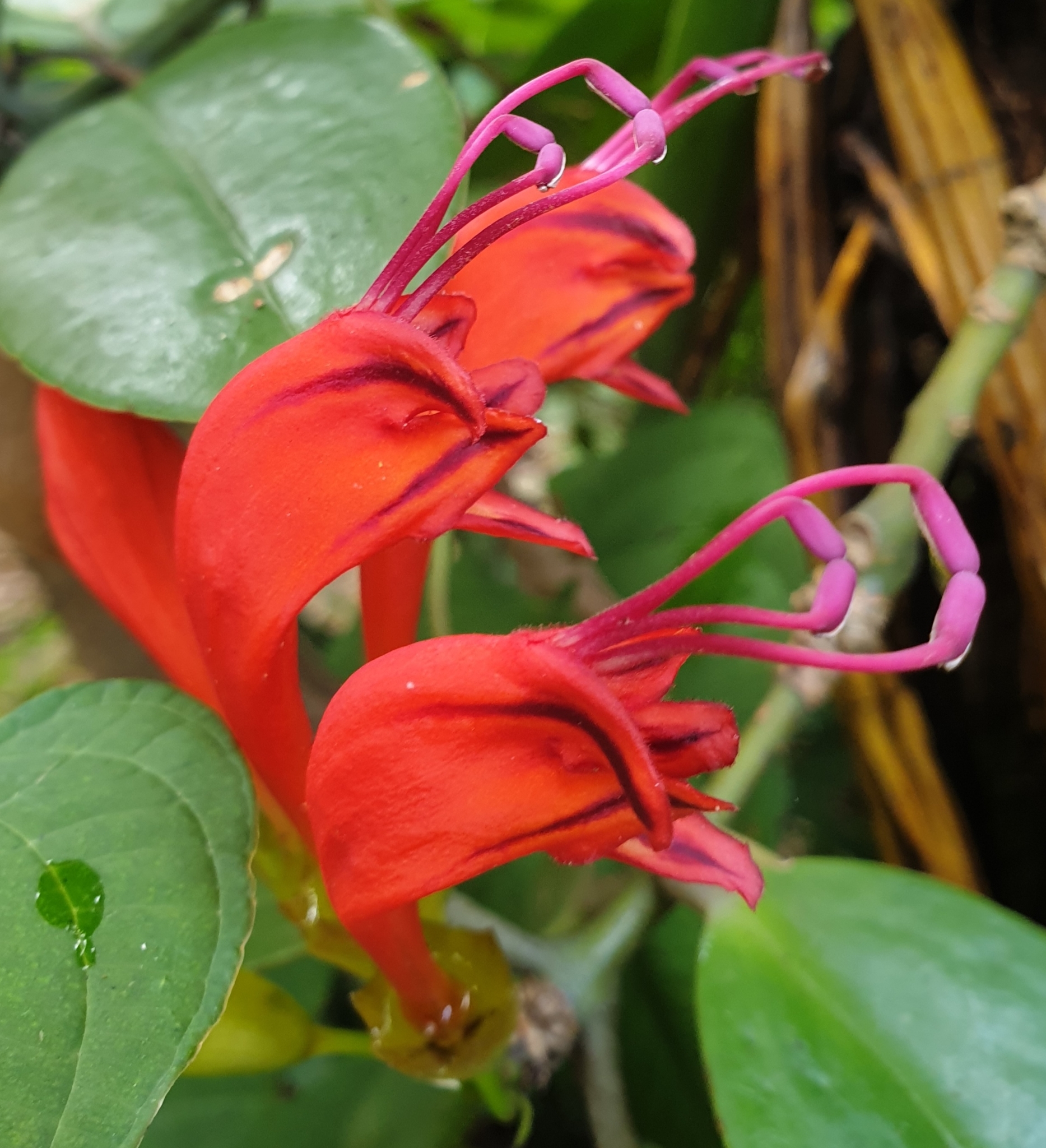 Aeschynanthus fulgens