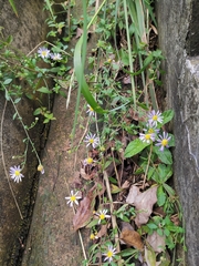 Aster indicus