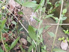 Aster indicus