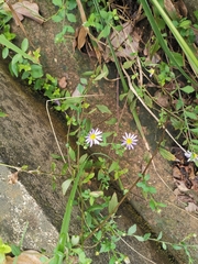 Aster indicus