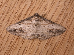 Syneora euboliaria