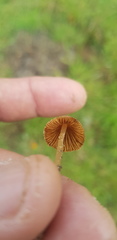 Conocybe coprophila