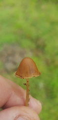 Conocybe coprophila