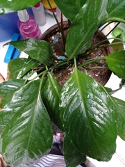 Spathiphyllum wallisii