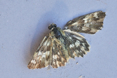 Muschampia lavatherae