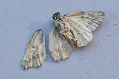 Muschampia lavatherae