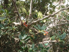 Berberis ilicifolia