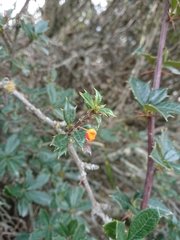 Berberis ilicifolia